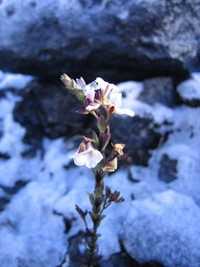 Famous flora on Carstensz Pyramid